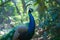 Elegant peacock stands in the midst of natural surroundings