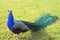 Elegant peacock tail