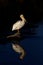 Elegant pelican portrait with reflection in shadowed, dark water