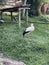 Elegant Perseverance: The Majestic Stork and its Resolute Standing Pose