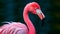 Elegant Pink Flamingo Close-Up: Stunning Beauty in Nature\\\'s Palette.