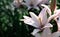 Elegant pink lily flowers. poster or flower wallpaper