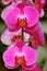 Elegant pink moth orchids