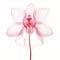 Elegant Pink Orchid X-ray Illustration On White Background