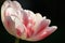 Elegant pink and white sunlit tulip.