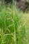 An elegant pinkish seed stock of a wetland sedge against a bright green stand of grass stands out beautifully.