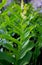 Elegant plant of False solomon's-seal, Maianthemum racemosum
