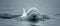 An Elegant And Playful Beluga Whale Gracefully Glides Through The Water