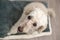 Elegant poodle with fluffy fur sitting calmly on a gray pet bed