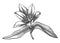 Elegant poppy illustration. Botanical drawing of summer flowers. Hand-drawn garden poppy bud. Engraved style floral drawing on