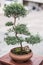 Elegant potted bonsai side view