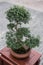 Elegant potted bonsai top view