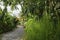 An elegant pretty small path in the countryside of Mekong Delta, Vietnam