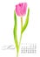 Elegant printable calendar 2019. March. Watercolor pink Tulip. Botanical art. Template for a banner, notebook, cosmetics