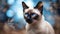 Elegant Rarity: Siamese Cat in Rare Beauty with Blurred Background