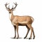 Elegant Realism Cartoon Illustration Of A Standing Deer