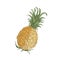 Elegant realistic drawing of whole fresh organic pineapple isolated on white background. Tasty exotic tropical juicy