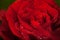 Elegant red rose macro