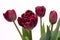 Elegant rich velvety dark purple burgundy Palmyra tulips spring bouquet in white vase on white background. Spring tulips.