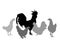 Elegant Rooster and chickens vector silhouette illustration isolated on white background. Male chicken and hen. Farm chantry cock.