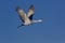 Elegant sandhill crane soaring upward in flight