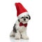 Elegant santa shih tzu sitting and looking to side