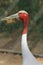 Elegant sarus crane bird
