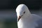 The elegant seagull in close-up