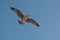 Elegant seagull flying over the boat