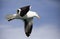 Elegant seagull soaring over the South African skies of Gansbaai over the Atlantic and Indian Oceans