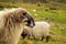 Elegant Sheep with Striking Black and White Features in a Verdant Landscape