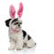 Elegant shih tzu wearing easter bunny ears looks to side