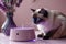 Elegant Siamese cat sitting by a modern pet water fountain