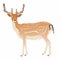 Elegant sika deer full body, stylized forest animal