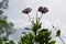 Elegant silhouette of blooming osteospermum on the background of cloudy sky