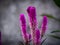 Elegant Silver Cock\\\'s Comb Flower in Full Bloom