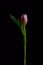 Elegant single isolated young pink tulip blossom macro on black background