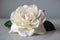 Elegant Single White Gardenia Flower with Green Leaves on Neutral Background - Natural Beauty Concept
