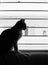 Elegant sitting cat silhouetted against a barred window