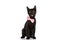 Elegant small black metis cat wearing pink bowtie and sticking out tongue