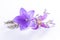 Elegant small boutonniere from purple balloon flower, fresh cut