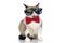 Elegant small metis kitty wearing red bowtie and sunglasses