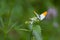 Elegant small orange and white butterfly Anthocharis cardamines