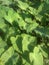 An elegant snapshot of seasonal fresh broad green leaves of taro vegetable roots