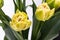 Elegant soft creamy yellow and green Verona tulips spring bouquet on white background.