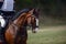 Elegant sorrel horse on eventing competition in daytime in spring