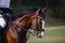 Elegant sorrel horse on eventing competition in daytime in spring