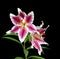 Elegant spotted pink with white lilies on a black background