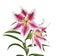 Elegant spotted pink with white lilies on white background