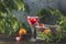 Elegant stemware glass of blood orange cocktail with frozen raspberries in ice cube on dark wooden table surface